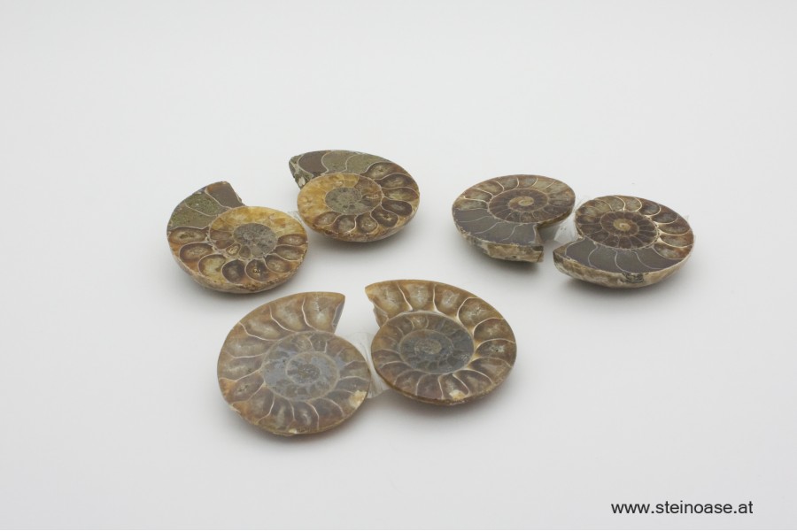 Ammoniten Paar 30-35mm